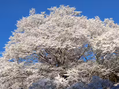 2026年雪の正月　欅に花-上直竹上分の写真